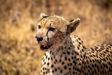 Close up of a cheetah with blood on its face after feeding on a recent kill. Serengeti park, Tanzania