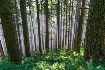 Fog and trees in the Oregon Coast Range Forest