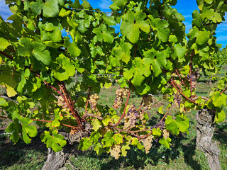 grapes in a vineyard in France