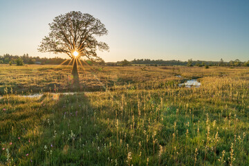 An Oregon Morning - Sunburst thru an Oregon White Oregon. Kingston Praire Preserve, Stayton, Oregon.