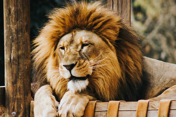 Lion