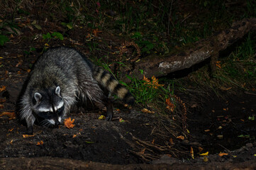 Raccoon Searching