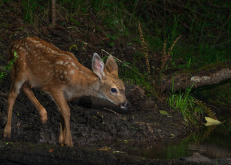  Black-tailed Deer Fawn (Odocoileus hemionus)  drinking water at night along a small creek in Western Oregon.
