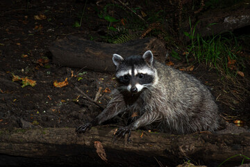 Raccoon Foraging
