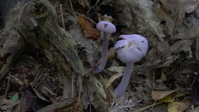 Amethyst Deceiver in natural environment (Laccaria amethystina) - (4K)