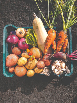 Organic vegetables from the home garden - potatoes, carrots, beets, tomatoes, lettuce, garlic, onions and zucchini in a wooden box among greenery. Raw healthy food concept. Still life