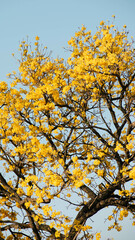 Fototapeta premium Flores Amarillas