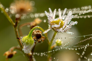 Fototapeta rosa pajęczyna i kwiatki z białymi płatkami obraz