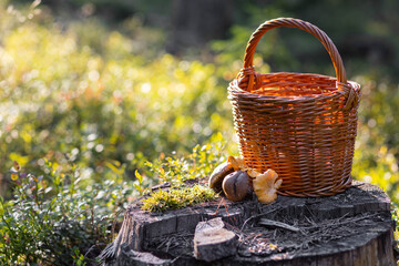 Forest mushroom boletus, cep, porcini, chanterelle collected in a wooden wicker basket. Late summer...