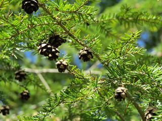 tiny pine cones on a fir tree branch in summer