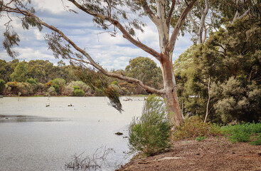 eucalyptus tree on banks of waterway in windy stormy weather
