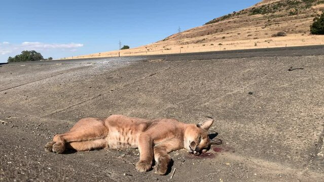 Dead caracal lies next to busy road on windy day, a victim of roadkill