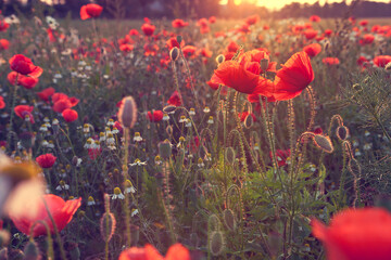 Tulpen im Gegenlicht, leuchtendende Farben, auf einem Feld im Sommer,  in rot, grün und gelb