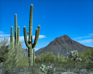 Prototype Saguaro Cactus