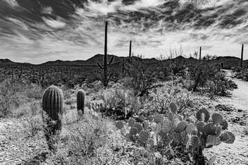 Cactus Varieties-Landscape Orientation