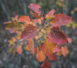 Foliage of a plant reddened during autumn in macro with a blurred background, in autumn in October in cloudy weather