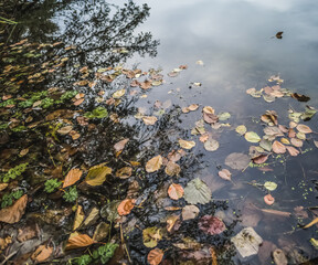 Dry autumn fallen leaves of different colors float in the coastal water of the river - green, yellow, brown, reflection in a quiet river