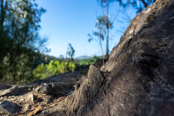 Tree in the mountains