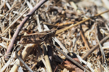 Cavalletta mimetizzata