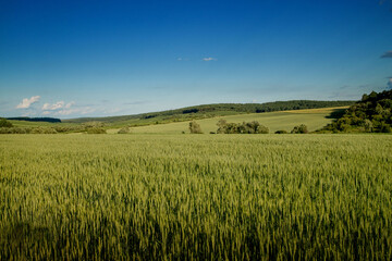 Green wheat fields on a background of blue sky. Landscape with a field of spikelets