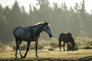 Fototapeta premium A white horse grazing in the summer sunrise