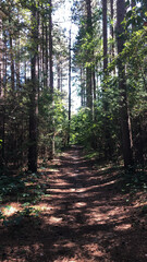 path in the forest