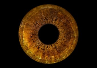 Macro shot of a brown human eye isolated on a black background