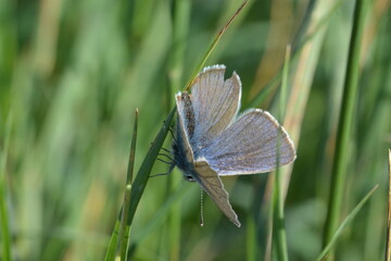 Papillon Argus bleu sur une tige d'herbe