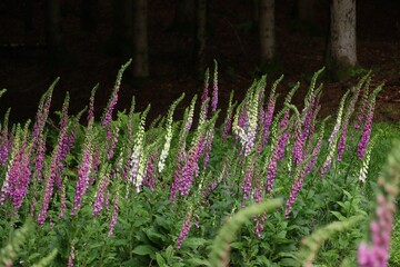 Field of white and pink lady's glove or foxglove (Digitalis purpurea) flowers © Pold1/Wirestock Creators