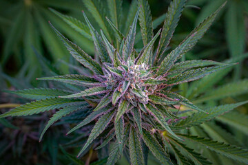 Naklejka na ściany i meble Cannabis Flowers, concentrates & extracts