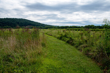 Fototapeta na wymiar Cut grass path through meadow of tall grass and wildflowers