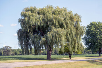 A Beautiful Weeping Willow Tree In Summer © Barbara