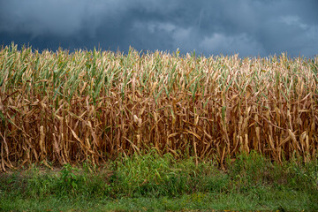 Closeup of ripe cornstalks in an agricultural field under a dark cloudy sky