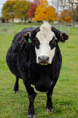 black and white cow