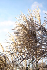 Fototapeta premium Chinese silver grass (Miscanthus sinensis) growing in a garden