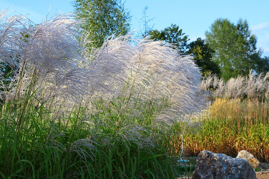 Miskant chiński (Miscanthus sinensis) rosnący w ogrodzie