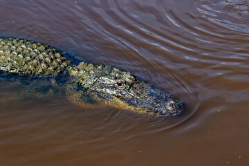 crocodile in the water