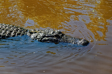 alligator in the water