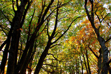 Fancifully curved trunks of beech trees with autumn foliage lightened by evening sunbeams in the background in Monte San Vicino e Monte Canfaito natural reserve