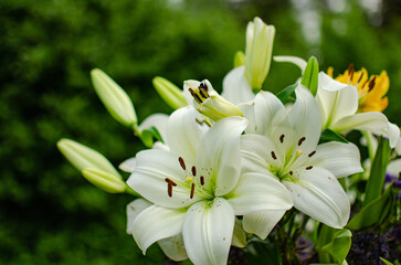 white lily flowers in the garden