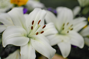 close up of white lily flower