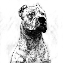 Dog Looking