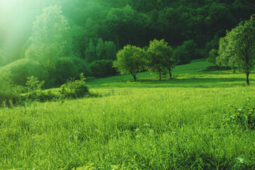 Obraz premium Mountain meadow lit by evening sun.Late summer.
