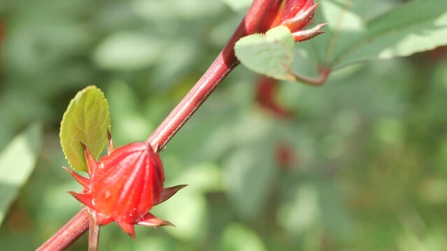 close up of a roselle plant with roselle fruit in 4k