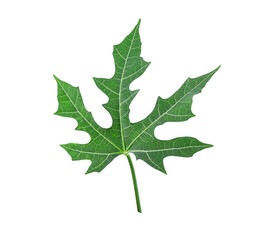 Green leaves on white background