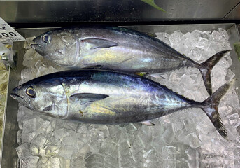 魚屋の風景　氷漬けの近海マグロ