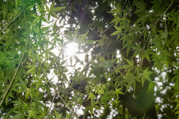 木漏れ日で様々な色を放つ若葉