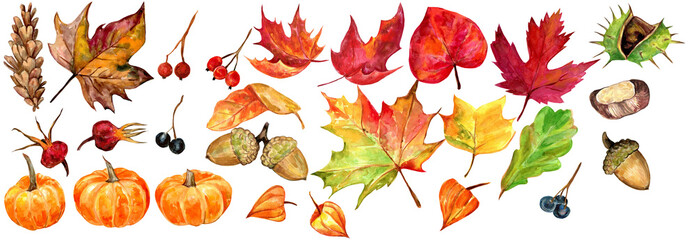 Set of watercolor fall elements,  dry leaves, acorns, pumpkins,  berries, cones, chestnut, oak leaves, maple leaves, watercolor clipart, fall, autumn, seasons clipart, 300 dpi png   