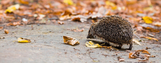 Animals and the environment. Hedgehog. Wild, local, European hedgehog in autumn in the park., Scientific name: Erinaceus Europaeus. Blurred background. © Юлия Клюева