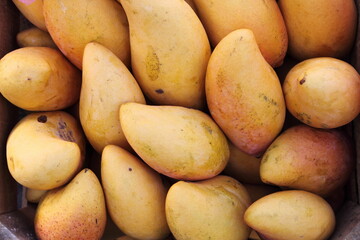 Yellow golden mangos in a local market